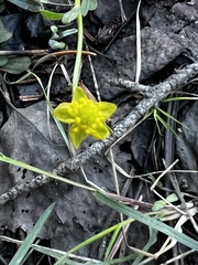 Ranunculus glaberrimus