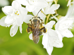 Andrena vicina