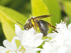 Andrena vicina