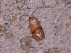 Cochylis caulocatax