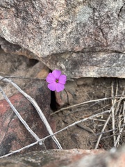 Oxalis livida altior