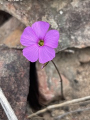 Oxalis livida altior