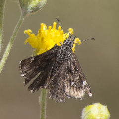Hesperopsis alpheus