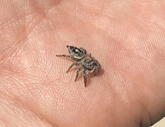 Phidippus carolinensis