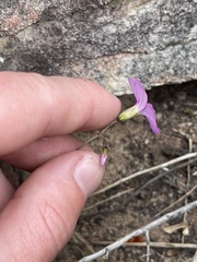 Oxalis livida altior