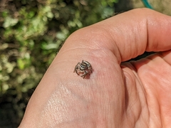 Phidippus carolinensis