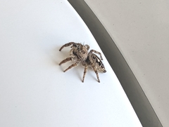 Phidippus carolinensis