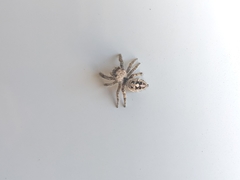 Phidippus carolinensis