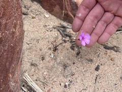 Oxalis livida altior