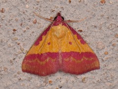 Phytometra rhodarialis