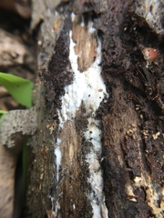 Peniophora ericina image