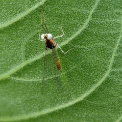 Maccaffertium modestum