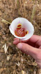 Calochortus argillosus