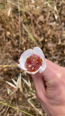 Calochortus argillosus