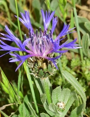 Centaurea graminifolia