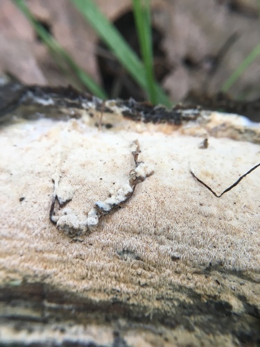 Xylodon flaviporus image