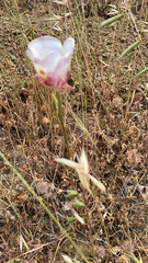 Calochortus argillosus