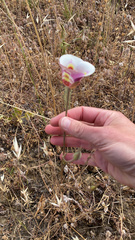 Calochortus argillosus