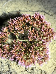 Chorizanthe fimbriata