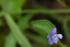 Viola nemoralis