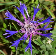 Centaurea graminifolia
