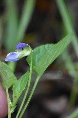 Viola nemoralis