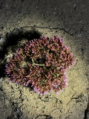 Chorizanthe fimbriata