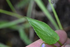 Viola nemoralis