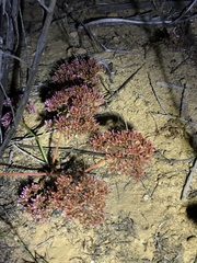 Chorizanthe fimbriata