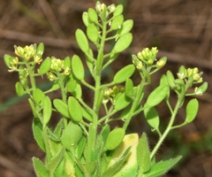 Draba lutescens
