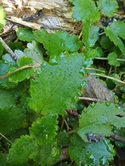 Jovellana sinclairii