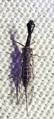 Raphidiini
