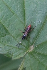Crypteffigies lanius