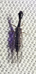 Raphidiini