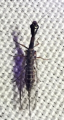 Raphidiini
