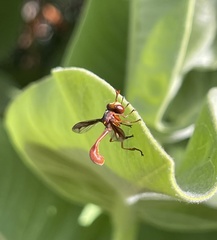 Physocephala burgessi