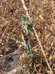 Eryngium aristulatum