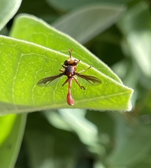 Physocephala burgessi