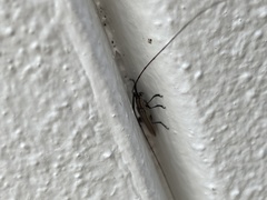 Hippopsis lemniscata