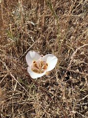 Calochortus argillosus