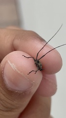 Hippopsis lemniscata