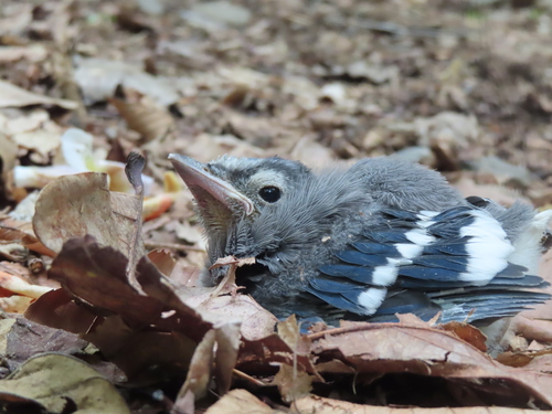 Blue Jay photographed in Pennsylvania
