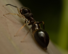 Synemosyna formica