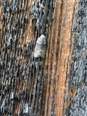 Polygrammate cadburyi