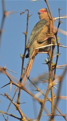 Urocolius indicus indicus