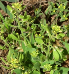 Draba lutescens