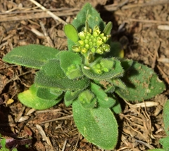 Draba lutescens