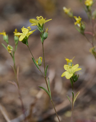 Hesperolinon breweri