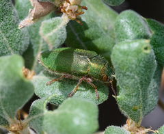 Dystaxia murrayi