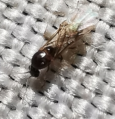 Linepithema humile